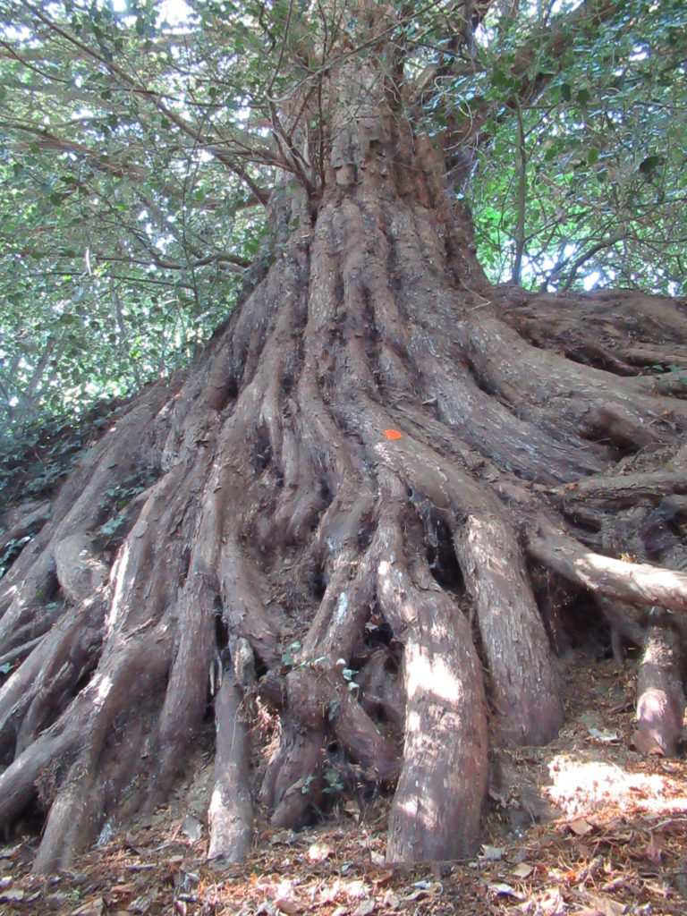 Un arbre remarquable sur le chemin de Calais